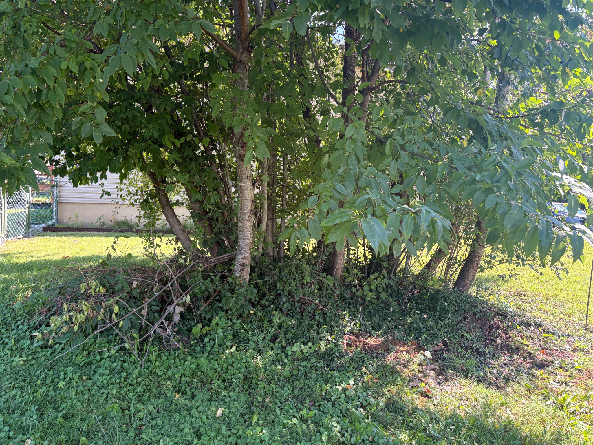 Brush and small trees at the edge of a lawn