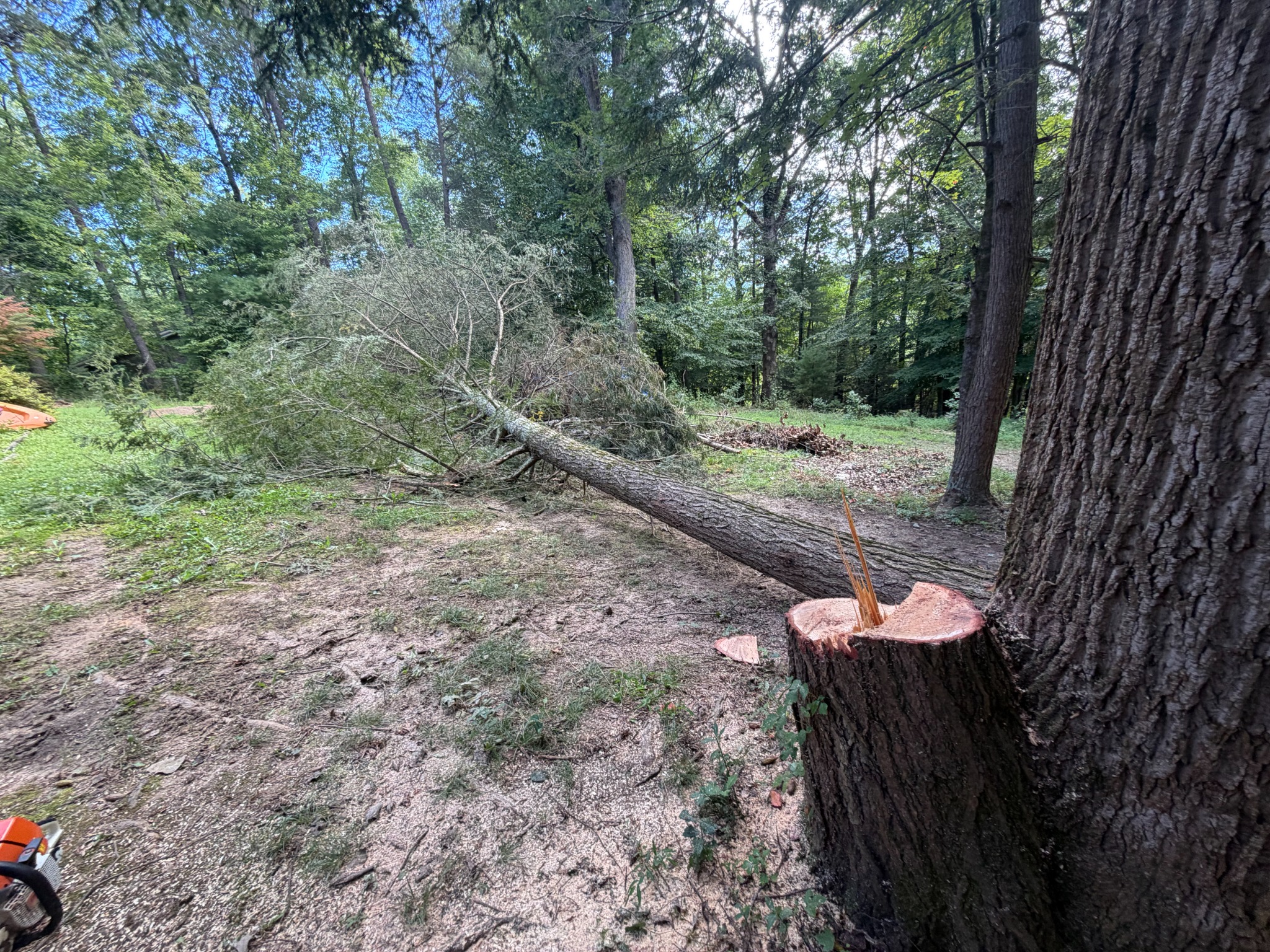 A freshly cut tree lying across a wooded yard