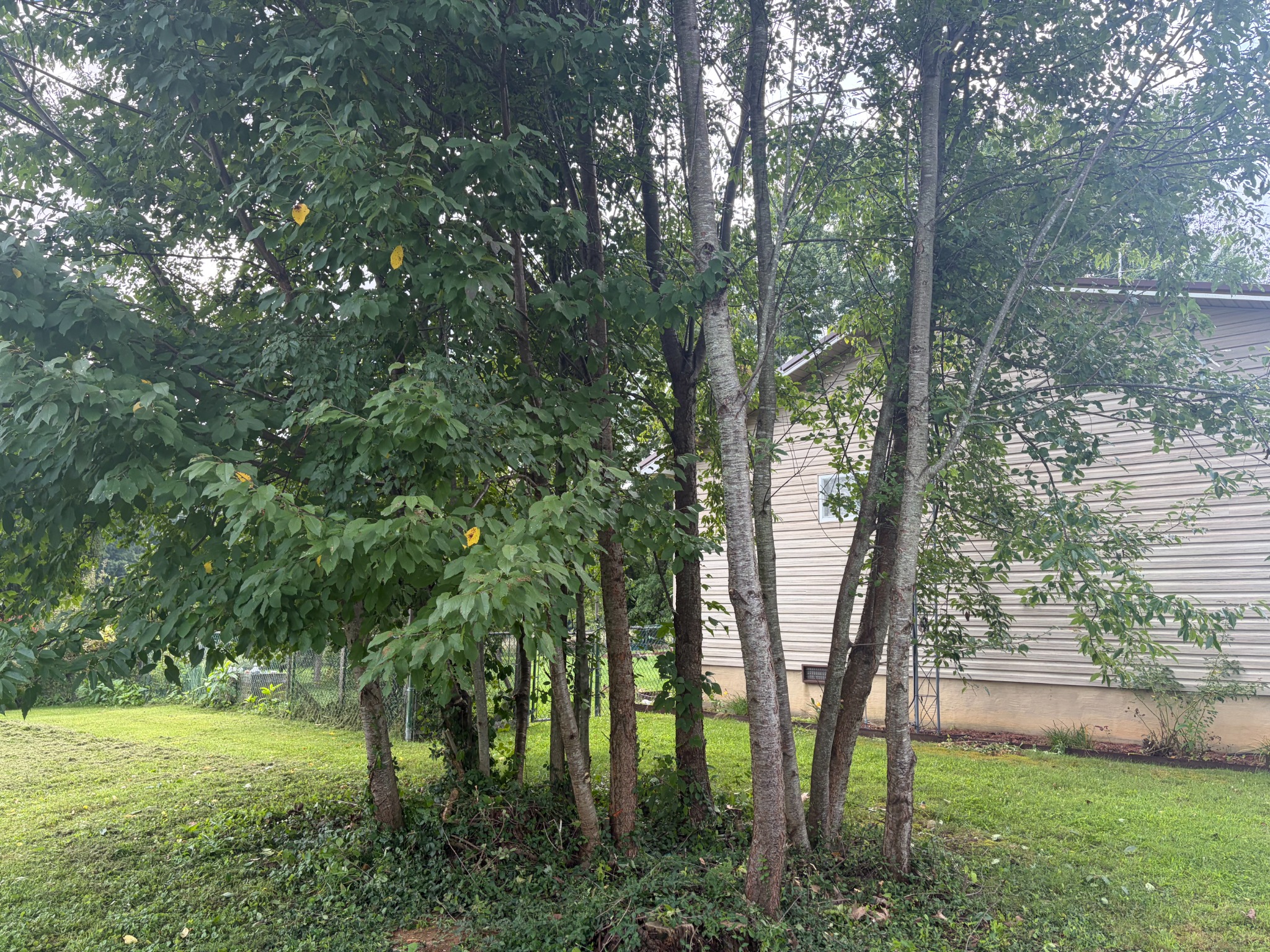 Cluster of trees beside a home before work
