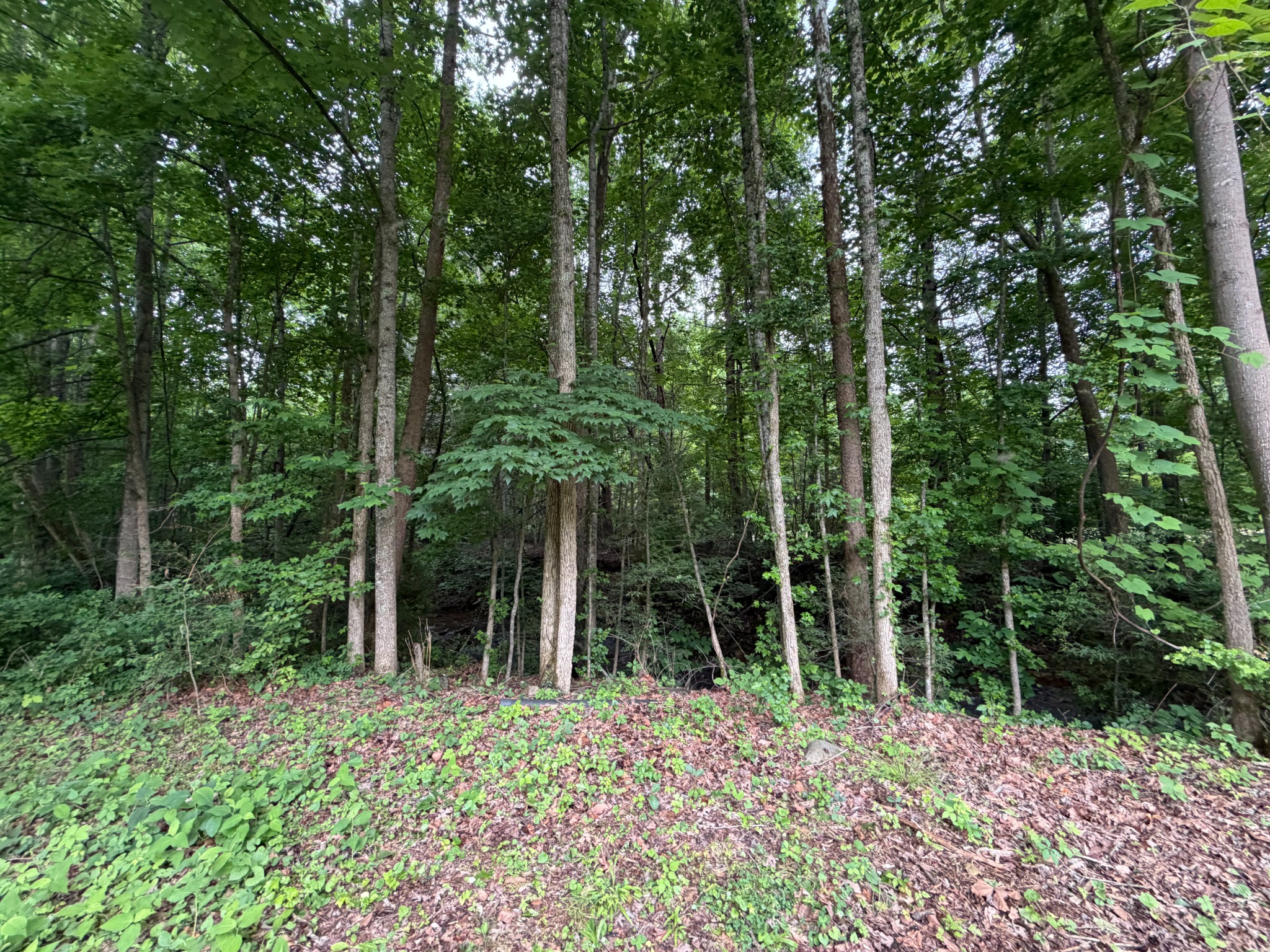 Dense trees and undergrowth on a wooded property